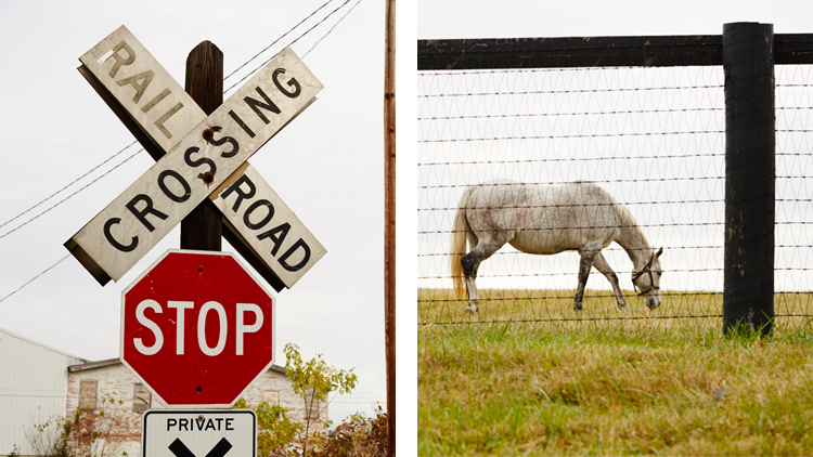 a horse